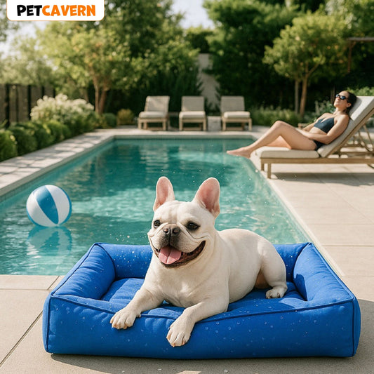 How to Choose the Best Bed for Your Dog