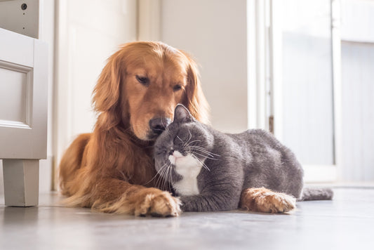 Common Health Issues in Dogs and Cats: A Practical Pet Care Guide