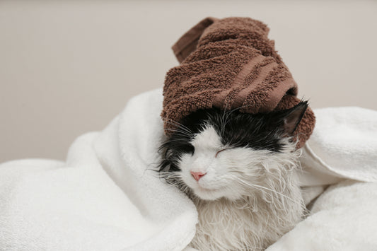 When and How to Bathe a Cat: Practical Grooming Tips for Pet Owners
